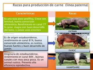 Características Razas
PIETRAIN
Es una raza poco prolífica, Crece con
lentitud, buena conversión
alimenticia. Rendimiento en canal 77
% carne magra con buen desarrollo
del lomo, y posee unos enormes
jamones.
Es de origen estadounidense,
rendimiento en canal 81%, buena
conversión alimenticia, es rustico,
huesos fuertes y buen desarrollo de
jamón.
DUROC
Originaria de estadounidense,
rendimiento en canal 80% , buenas
canales con muy poca grasa. Es un
animal rustico. Presenta alta
eficiencia reproductiva.
HAMPSHIRE
 