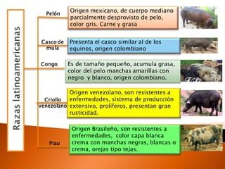 Origen mexicano, de cuerpo mediano
parcialmente desprovisto de pelo,
color gris. Carne y grasa
Pelón
Presenta el casco similar al de los
equinos, origen colombiano
Es de tamaño pequeño, acumula grasa,
color del pelo manchas amarillas con
negro y blanco, origen colombiano.
Casco de
mula
Congo
Origen venezolano, son resistentes a
enfermedades, sistema de producción
extensivo, prolíferos, presentan gran
rusticidad.
Criollo
venezolano
Piau
Origen Brasileño, son resistentes a
enfermedades, color capa blanca
crema con manchas negras, blancas o
crema, orejas tipo tejas.
 