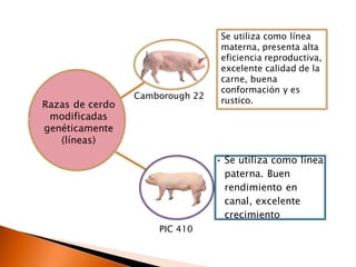• Se utiliza como línea
paterna. Buen
rendimiento en
canal, excelente
crecimiento
Razas de cerdo
modificadas
genéticamente
(líneas)
Camborough 22
PIC 410
Se utiliza como línea
materna, presenta alta
eficiencia reproductiva,
excelente calidad de la
carne, buena
conformación y es
rustico.
 