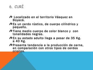 6. CURÍ
Localizado en el territorio Vásquez en
Boyacá.
Es un cerdo rústico, de cuerpo cilíndrico y
pequeño.
Tiene medio cuerpo de color blanco y con
tonalidades negras.
En su estado adulto llega a pesar de 35 Kg.
a 40 Kg.
Presenta tendencia a la producción de carne,
en comparación con otros tipos de cerdos
criollos.
 