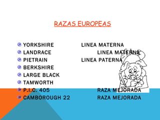 RAZAS EUROPEAS
YORKSHIRE LINEA MATERNA
LANDRACE LINEA MATERNA
PIETRAIN LINEA PATERNA
BERKSHIRE
LARGE BLACK
TAMWORTH
P.I.C. 405 RAZA MEJORADA
CAMBOROUGH 22 RAZA MEJORADA
 