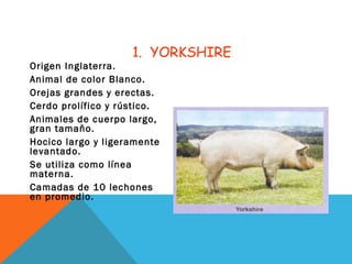1. YORKSHIRE
Origen Inglaterra.
Animal de color Blanco.
Orejas grandes y erectas.
Cerdo prolífico y rústico.
Animales de cuerpo largo,
gran tamaño.
Hocico largo y ligeramente
levantado.
Se utiliza como línea
materna.
Camadas de 10 lechones
en promedio.
 