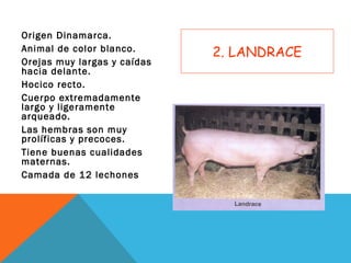 2. LANDRACE
Origen Dinamarca.
Animal de color blanco.
Orejas muy largas y caídas
hacia delante.
Hocico recto.
Cuerpo extremadamente
largo y ligeramente
arqueado.
Las hembras son muy
prolíficas y precoces.
Tiene buenas cualidades
maternas.
Camada de 12 lechones
 