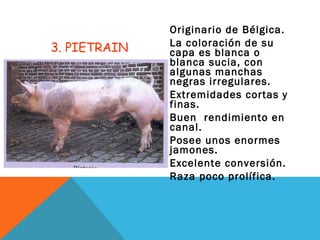 3. PIETRAIN
Originario de Bélgica.
La coloración de su
capa es blanca o
blanca sucia, con
algunas manchas
negras irregulares.
Extremidades cortas y
finas.
Buen rendimiento en
canal.
Posee unos enormes
jamones.
Excelente conversión.
Raza poco prolífica.
 