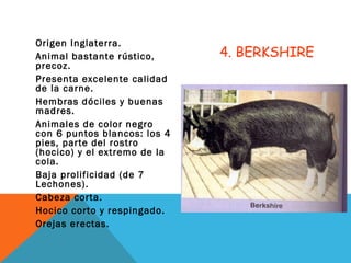 4. BERKSHIRE
Origen Inglaterra.
Animal bastante rústico,
precoz.
Presenta excelente calidad
de la carne.
Hembras dóciles y buenas
madres.
Animales de color negro
con 6 puntos blancos: los 4
pies, parte del rostro
(hocico) y el extremo de la
cola.
Baja prolificidad (de 7
Lechones).
Cabeza corta.
Hocico corto y respingado.
Orejas erectas.
 