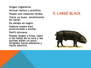 5. LARGE BLACK
Origen Inglaterra.
Animal rústico y prolífico.
Posee una madurez tardía.
Tiene un buen rendimiento
en canal.
Su pelaje es negro.
Cabeza media bien
pronunciada y ancha.
Perfil cóncavo.
Orejas largas y finas, caen
a los lados de la cara y las
puntas están un poco
dirigidas hacia adelante y
hacia adentro.
 