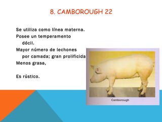 8. CAMBOROUGH 22
Se utiliza como línea materna.
Posee un temperamento
dócil.
Mayor número de lechones
por camada; gran prolificidad.
Menos grasa,
Es rústico.
 