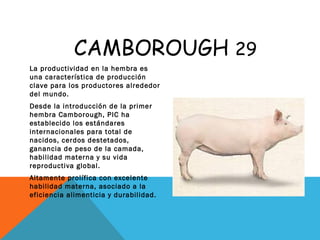 CAMBOROUGH 29
La productividad en la hembra es
una característica de producción
clave para los productores alrededor
del mundo.
Desde la introducción de la primer
hembra Camborough, PIC ha
establecido los estándares
internacionales para total de
nacidos, cerdos destetados,
ganancia de peso de la camada,
habilidad materna y su vida
reproductiva global.
Altamente prolífica con excelente
habilidad materna, asociado a la
eficiencia alimenticia y durabilidad.
 