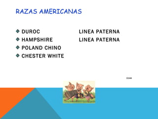 RAZAS AMERICANAS
DUROC LINEA PATERNA
HAMPSHIRE LINEA PATERNA
POLAND CHINO
CHESTER WHITE
CEAM
 