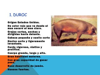 1. DUROC
Origen Estados Unidos.
De color rojo que va desde el
mas oscuro al mas claro.
Orejas cortas, anchas y
dirigidas hacia delante.
Cabeza pequeña y cuello corto.
Hocico corto y ligeramente
levantado.
Cerdo vigoroso, rústico y
prolífico.
Cuerpo grande, largo y alto.
Gran habilidad materna.
Con gran capacidad de ganar
peso.
Buen desarrollo de jamón.
Huesos fuertes.
 