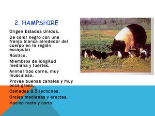 2. HAMPSHIRE
Origen Estados Unidos.
De color negro con una
franja blanca alrededor del
cuerpo en la región
escapular
Rústico.
Miembros de longitud
mediana y fuertes.
Animal tipo carne, muy
musculoso.
Provee buenas canales y muy
poca grasa.
Camadas 8,5 lechones.
Orejas medianas y erectas.
Hocico recto y corto.
 
