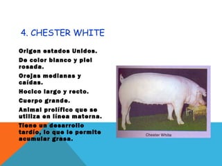 4. CHESTER WHITE
Origen estados Unidos.
De color blanco y piel
rosada.
Orejas medianas y
caídas.
Hocico largo y recto.
Cuerpo grande.
Animal prolífico que se
utiliza en línea materna.
Tiene un desarrollo
tardío, lo que le permite
acumular grasa.
 