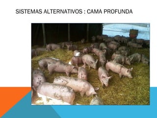 SISTEMAS ALTERNATIVOS : CAMA PROFUNDA
 