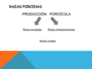 RAZAS PORCINAS
PRODUCCIÓN PORCÍCOLA
Razas europeas Razas norteamericanas
Razas criollas
 