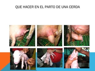 QUE HACER EN EL PARTO DE UNA CERDA
 