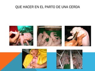 QUE HACER EN EL PARTO DE UNA CERDA
 