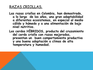 RAZAS CRIOLLAS.
Las razas criollas en Colombia, han demostrado,
a lo largo de los años, una gran adaptabilidad
a diferentes ecosistemas, en especial al medio
cálido y húmedo y a una alimentación de bajo
nivel nutritivo.
Los cerdos HÍBRIDOS, producto del cruzamiento
del cerdo criollo con razas mejoradas,
presentan un buen comportamiento productivo
y una buena adaptación a climas de alta
temperatura y humedad.
 