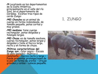 1. ZUNGO
Localizado en los departamentos
de la Costa Atlántica,
principalmente en el valle del río
Sinú, en el departamento de
Córdoba. Existen tres tipos de
cerdo Zungo:
El Choncho es un animal de
cuerpo en forma redondeada, de
tamaño pequeño, patas cortas y
muy grasos.
El mediano tiene cuerpo
rectangular, patas delgadas y
falanges largas.
El Chuzo es de tamaño mediano,
cuerpo rectangular, patas largas y
delgadas y tiene el hocico largo,
recto y en forma de chuzo.
Otras características del
Zungo son: Color negro – Escaso
de pelo (pelado) – Rústico y
resistente – Hocico recto y largo –
Puede presentar prolongaciones de
la piel en forma de aretes – Orejas
grandes y caídas – cabeza pequeña.
 