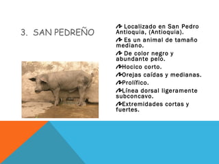 3. SAN PEDREÑO
Localizado en San Pedro
Antioquia, (Antioquia).
Es un animal de tamaño
mediano.
De color negro y
abundante pelo.
Hocico corto.
Orejas caídas y medianas.
Prolífico.
Línea dorsal ligeramente
subconcavo.
Extremidades cortas y
fuertes.
 