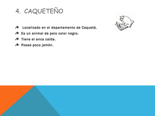4. CAQUETEÑO
Localizado en el departamento de Caquetá.
Es un animal de pelo color negro.
Tiene el anca caída.
Posee poco jamón.
 