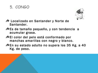 5. CONGO
Localizado en Santander y Norte de
Santander.
Es de tamaño pequeño, y con tendencia a
acumular grasa.
El color del pelo está conformado por
manchas amarillas con negro y blanco.
En su estado adulto no supera los 35 Kg. a 40
Kg. de peso.
 