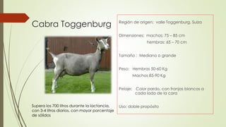 Cabra Toggenburg Región de origen: valle Toggenburg, Suiza
Dimensiones: machos: 75 – 85 cm
hembras: 65 – 70 cm
Tamaño : Mediano o grande
Peso: Hembras 50-60 Kg
Machos 85-90 Kg
Pelaje: Color pardo, con franjas blancas a
. cada lado de la cara
Uso: doble propósito
.
Supera los 700 litros durante la lactancia,
con 3-4 litros diarios. con mayor porcentaje
de sólidos
 