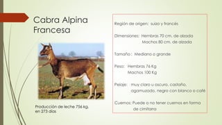 Cabra Alpina
Francesa
Región de origen: suizo y francés
Dimensiones: Hembras 70 cm. de alzada
Machos 80 cm. de alzada
Tamaño : Mediano o grande
Peso: Hembras 76 Kg
Machos 100 Kg
Pelaje: muy claro u oscuro, castaño,
agamuzado, negro con blanco o café
Cuernos: Puede o no tener cuernos en forma
de cimitarra
.
Producción de leche 756 kg.
en 273 días
 