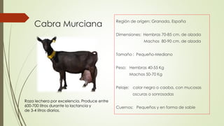 Cabra Murciana Región de origen: Granada, España
Dimensiones: Hembras 70-85 cm. de alzada
Machos 80-90 cm. de alzada
Tamaño : Pequeño-Mediano
Peso: Hembras 40-55 Kg
Machos 50-70 Kg
Pelaje: color negro o caoba, con mucosas
oscuras o sonrosadas
Cuernos: Pequeños y en forma de sable
.
Raza lechera por excelencia. Produce entre
600-700 litros durante la lactancia y
de 3-4 litros diarios.
 