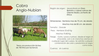 Cabra
Anglo-Nubian
Región de origen: desarrollada en Gran … … .
. . Bretaña y cabras nativas del ..
.. Oriente Medio y el Norte de ..
… África
Dimensiones: Hembras mas de 75 cm. de alzada
Machos mas de 85 cm. de alzada
Tamaño : Grande
Peso: Hembras 55-60 Kg
Machos 75-80 Kg
Pelaje: Corto, suave y lustroso, desde el negro al
chocolate, con o sin manchas cremas en
cualquier lugar del cuerpo. Se admite cualquier
combinación de color y predomina el negro
como base.
Cuernos: sin cuernos
.
Tiene una producción láctea
de 700 litros por lactancia
 