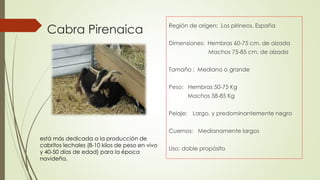 Cabra Pirenaica Región de origen: Los pirineos, España
Dimensiones: Hembras 60-75 cm. de alzada
Machos 75-85 cm. de alzada
Tamaño : Mediano o grande
Peso: Hembras 50-75 Kg
Machos 58-85 Kg
Pelaje: Largo, y predominantemente negro
Cuernos: Medianamente largos
Uso: doble propósito
.
está más dedicada a la producción de
cabritos lechales (8-10 kilos de peso en vivo
y 40-50 días de edad) para la época
navideña.
 