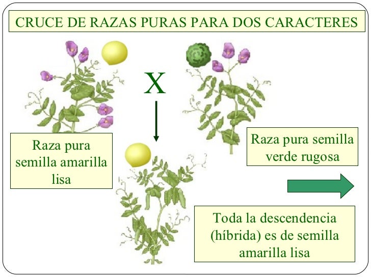 Resultado de imagen de cruce de razas puras para dos caracteres