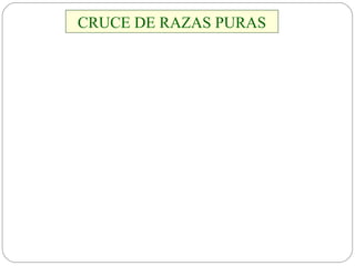 CRUCE DE RAZAS PURAS 
