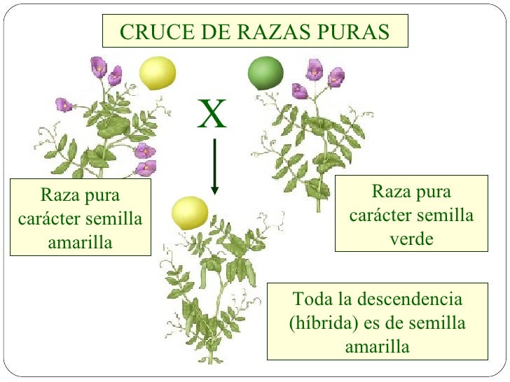 Resultado de imagen de experimento mendel cruce razas puras