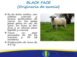 BLACK FACE
(Originaria de escocia)
 Es de talla media, con
cabeza cuernos y
buena productora de
carne, en las patas
posee pelos en vez de
lana. Su lana es tan
fina y se utiliza para
tapetes y ruanas
 Tiene un peso
promedio de 90 Kg
machos y 70 kg
hembras
 Producción de lana de
3.5 kg
 