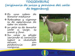TOGGENBURG
(originaria de suiza y proviene del valle
de toggenburg)
 Es una cabra de
tamaño mediano
 Robustosa y vigoroso
es de apariencia de
estar en alerta
 su pelo es de tamaño
corto a largo, es
suave y fino.
 Su color es sólido
variando el amarillo
ligero a chocolate
oscuro, sin
preferencia por
ninguna
 