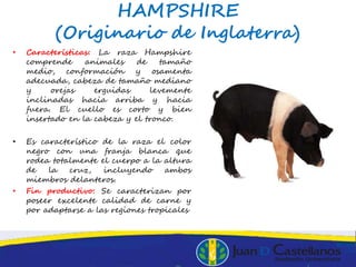 HAMPSHIRE
(Originario de Inglaterra)
• Características: La raza Hampshire
comprende animales de tamaño
medio, conformación y osamenta
adecuada, cabeza de tamaño mediano
y orejas erguidas levemente
inclinadas hacia arriba y hacia
fuera. El cuello es corto y bien
insertado en la cabeza y el tronco.
• Es característico de la raza el color
negro con una franja blanca que
rodea totalmente el cuerpo a la altura
de la cruz, incluyendo ambos
miembros delanteros.
• Fin productivo: Se caracterizan por
poseer excelente calidad de carne y
por adaptarse a las regiones tropicales
 
