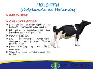  BOS TAURUS
 CARACTERÍSTICAS:
 Su color característico es
blanco machado con negro.
 El peso promedio de las
hembras adultas es de
 600 a 650 kg.
 Las hembras presentan
siempre la forma típica
triangular.
 Son dóciles y de fácil
manejo.
 Son las más productoras de
leche.
HOLSTIEN
(Originaria de Holanda)
 