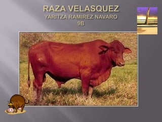 RAZA VELASQUEZYARITZA RAMIREZ NAVARO9B 