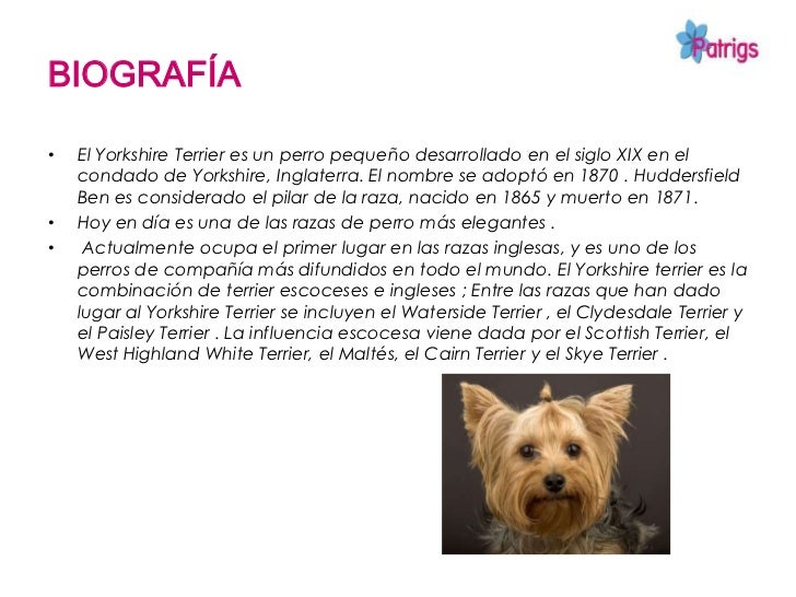 Raza yorkshire terrier