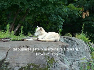 "Razbunarea este o marturisire a durerii."
Proverb latin
 