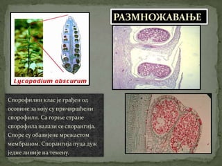 РАЗМНОЖАВАЊЕ




Спорофилни клас је грађен од
осовине за коју су причвршћени
спорофили. Са горње стране
спорофила налази се спорангија.
Споре су обавијене мрежастом
мембраном. Спорангија пуца дуж
једне линије на темену.
 
