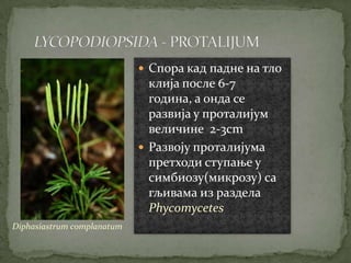  Спора кад падне на тло
                              клија после 6-7
                              година, а онда се
                              развија у проталијум
                              величине 2-3cm
                             Развоју проталијума
                              претходи ступање у
                              симбиозу(микрозу) са
                              гљивама из раздела
                              Phycomycetes
Diphasiastrum complanatum
 