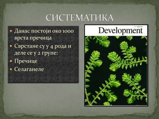  Данас постоји око 1000
  врста пречица
 Сврстане су у 4 рода и
  деле се у 2 групе:
 Пречице
 Селаганеле
 