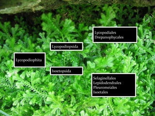 Lycopodiales
                                  Drepanophycales

                 Lycopodiopsida


Lycopodiophita

                 Isoetopsida
                                  Selaginellales
                                  Lepidodendrales
                                  Pleuromeiales
                                  Isoetales
 