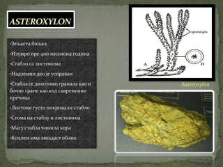 ASTEROXYLON

•Зељаста биљка

•Изумро пре 400 милиона година

•Стабло са листовима

•Надземни део је усправан

•Стабла се дихотомо гранала као и   Asteroxylon
бочне гране као код савремених
пречица
•Листови густо покривали стабло

•Стома на стаблу и листовима

•Масу стабла чинила кора

•Ксилем има звездаст облик
 