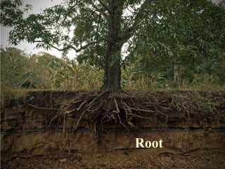Root
 