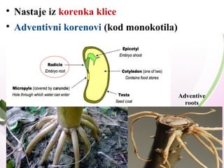 
Nastaje iz korenka klice

Adventivni korenovi (kod monokotila)
Adventive
roots
 