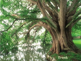 Trunk
 