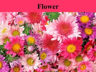Flower
 