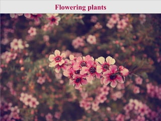 Flowering plants
 